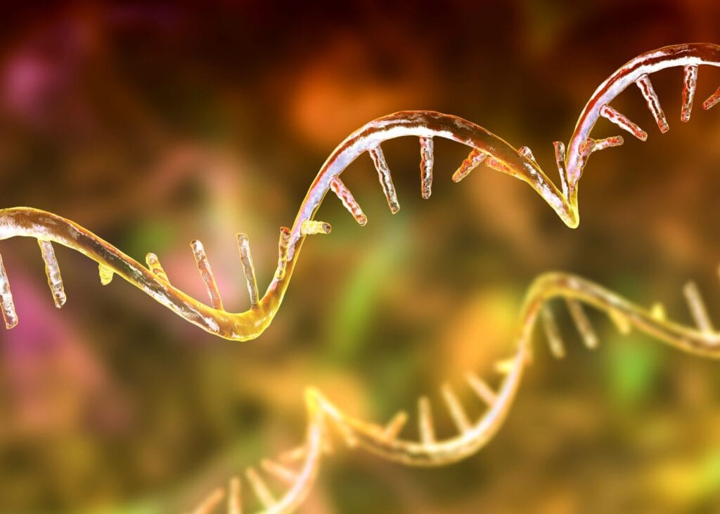 Molecule of mRNA, illustration